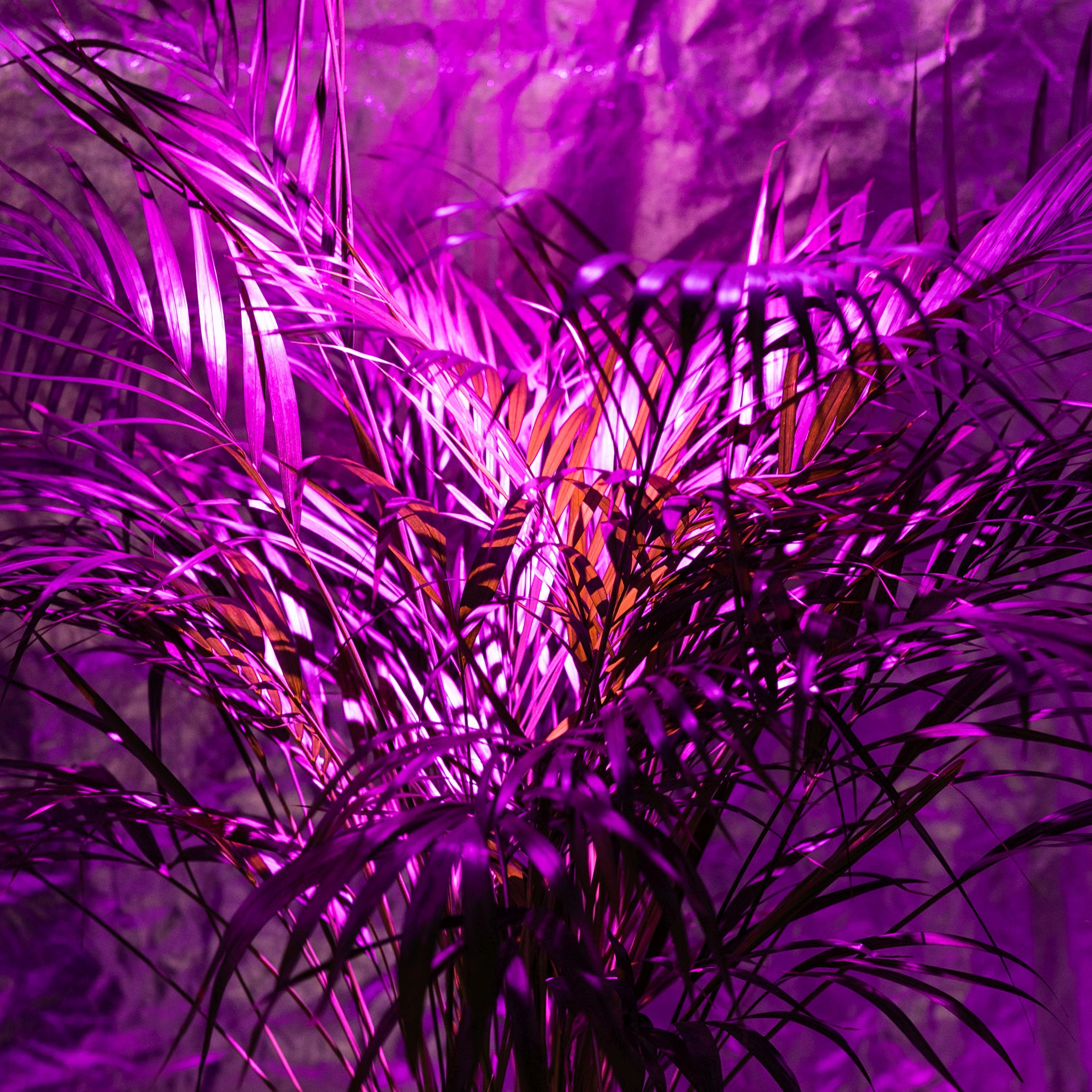 Image from MFRU archive for animation purposes