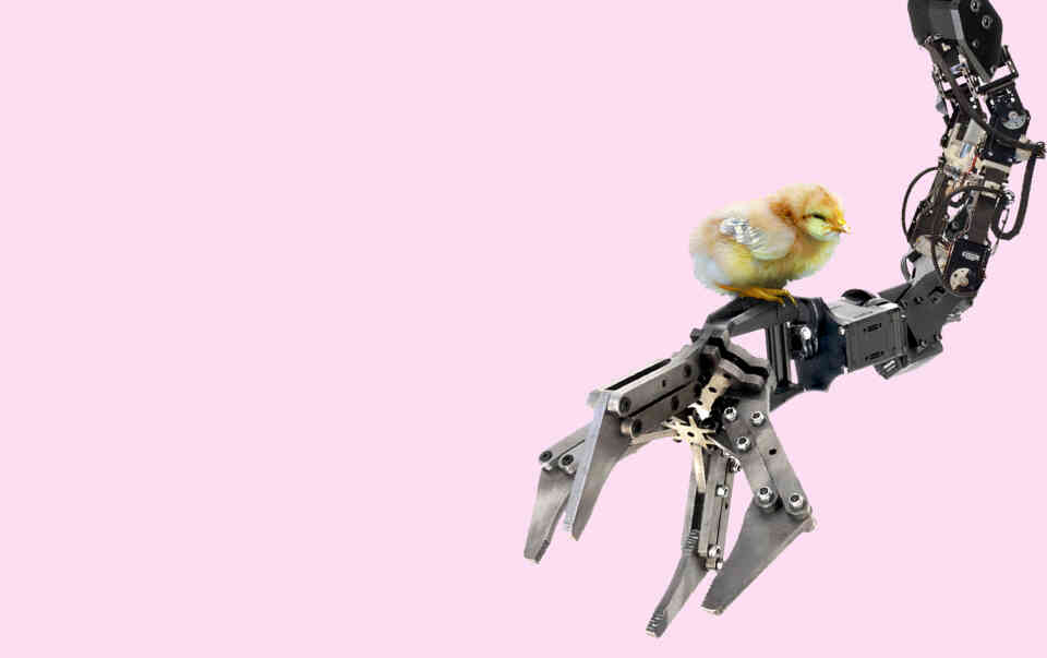Gallus gallus roboticus landscape