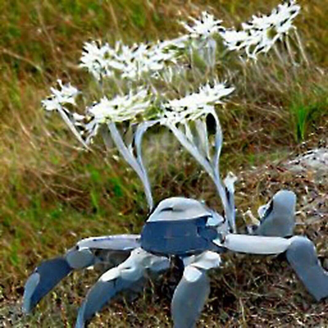 Mfru 2022 Grow bot Monika pocrnjic 00008